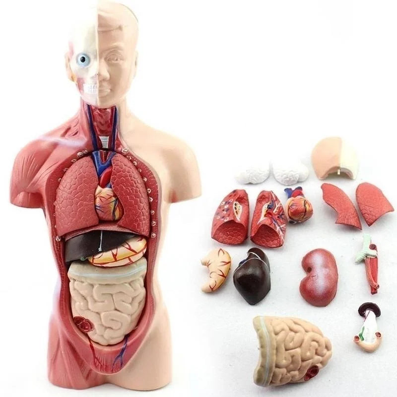10 Inch Tall Removable Human Torso