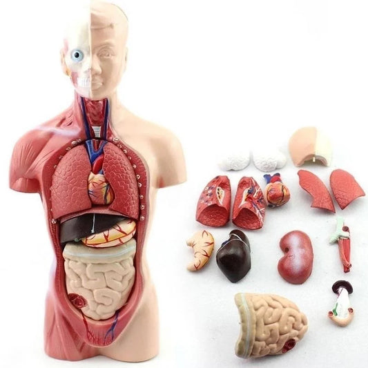 10 Inch Tall Removable Human Torso