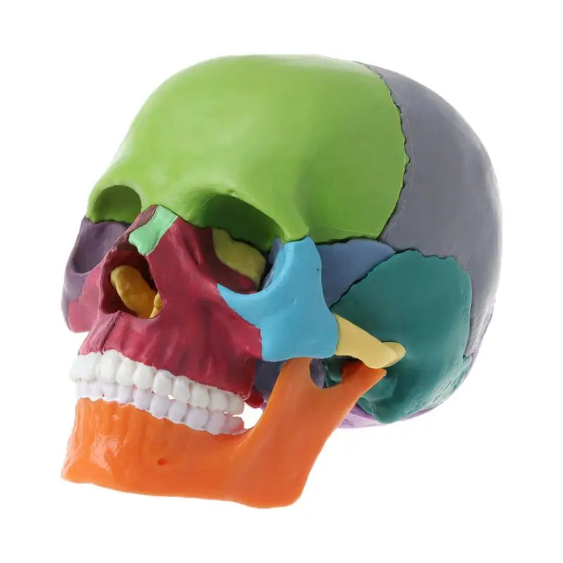 15 Pcs/Set Disassembled Color Skull