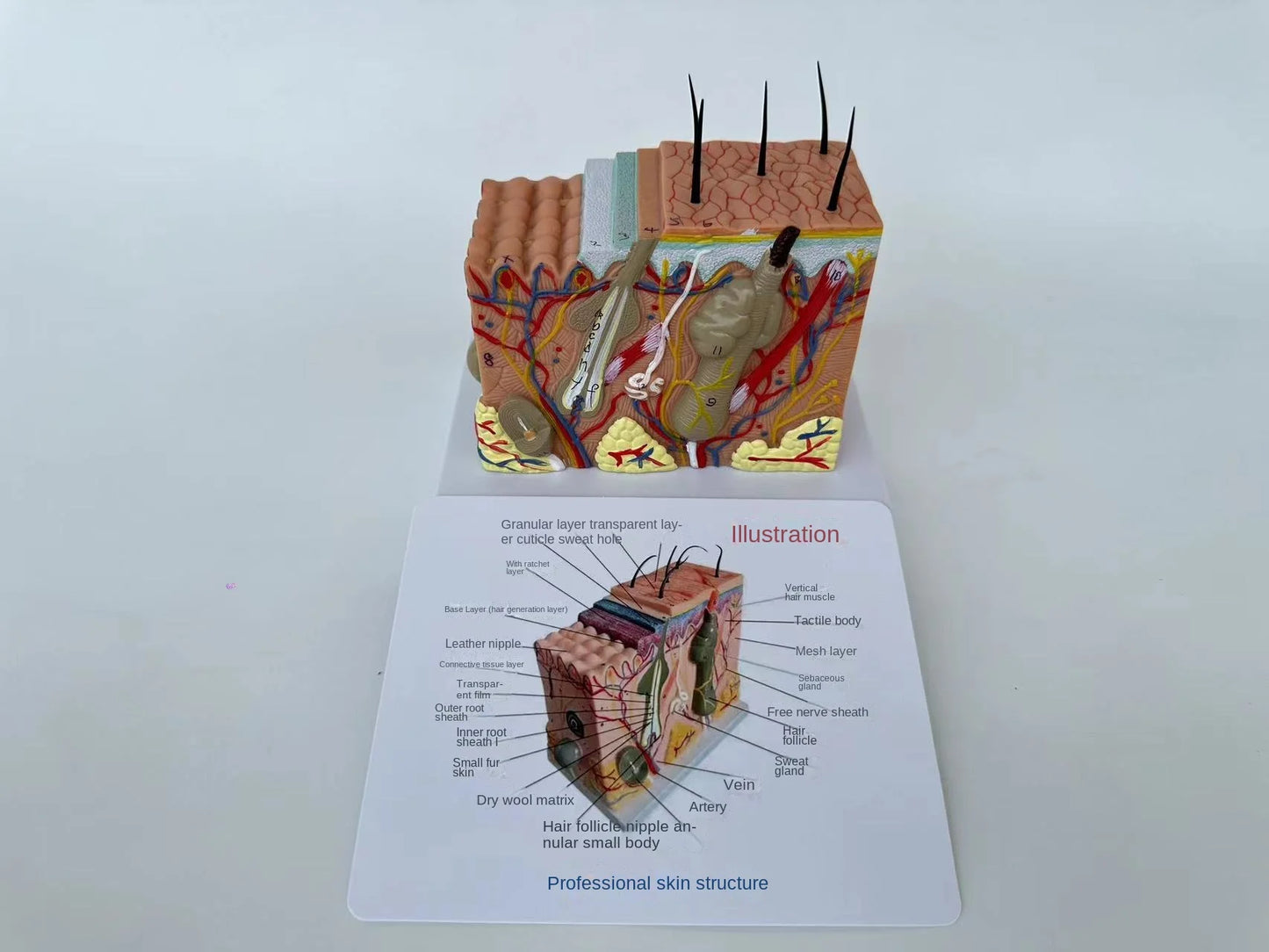 Human Skin and Hair Structure