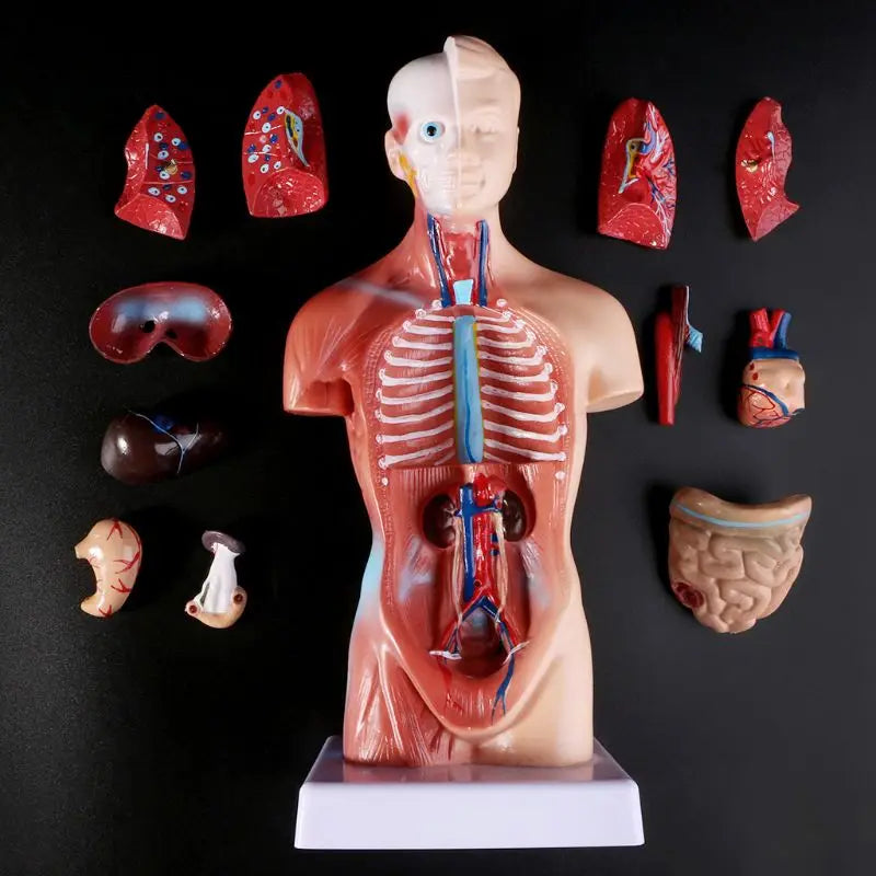 10  Inch Tall  Human Torso Body Model