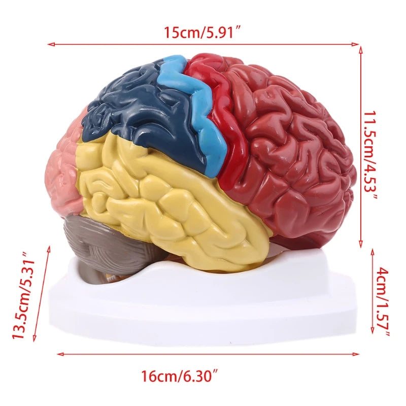 New Life Size Human Brain